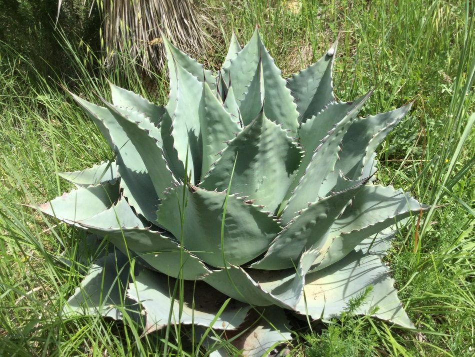 agave_ovatifolia2.JPG