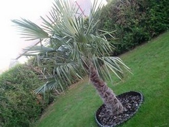 Mon plus grand trachycarpus fortuney