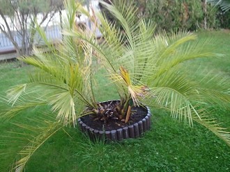 Phoenix canariensis var. porphyrocarpa