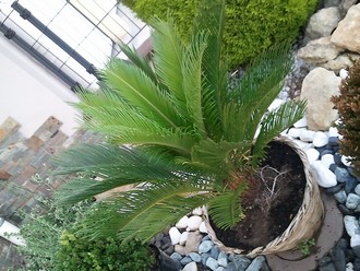 cycas