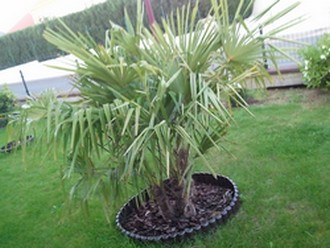 Trio de trachycarpus