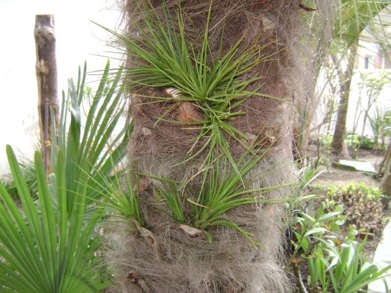 016 Tillandsia.jpg