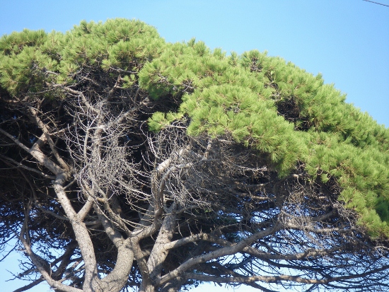 IMGP1417 (550x413).jpg