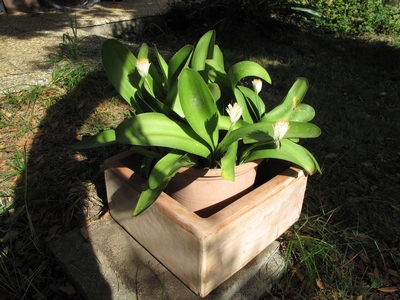 Haemanthus albiflos.jpg
