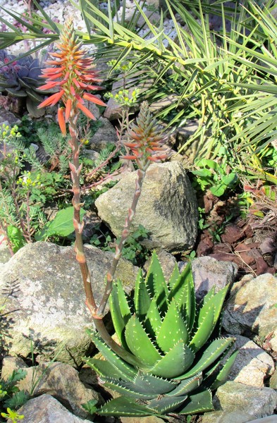 aloe mitriformis (Copier).JPG