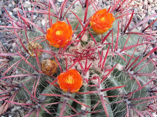 ferocactus stainsii flo (Copier).JPG