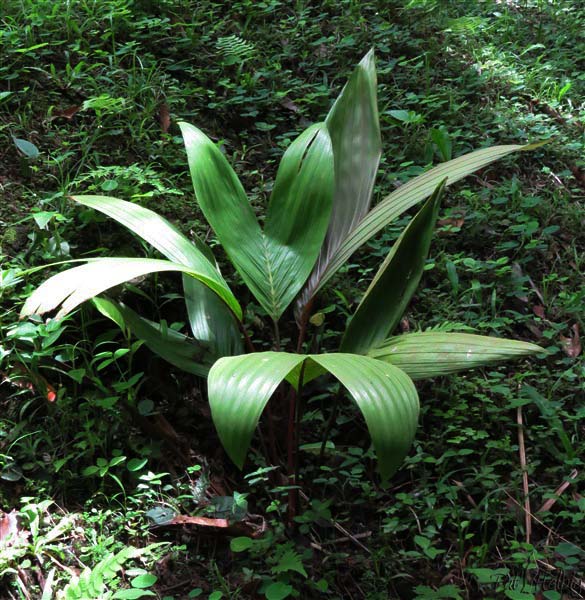 Le Lemurophoenix halleuxii de 3 ans issu d'une graine germée.jpg