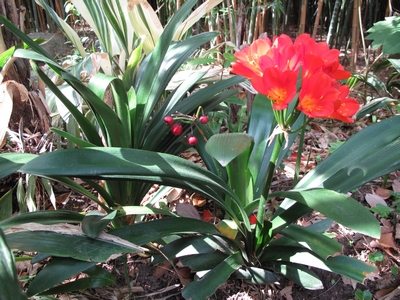 Clivia en plantation permanente.jpg
