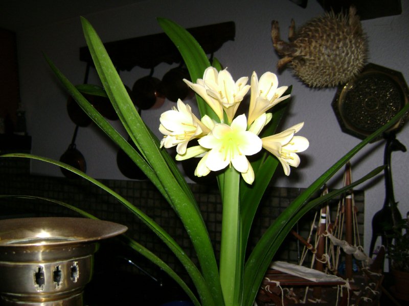 002 Clivia miniata var. citrinus.jpg