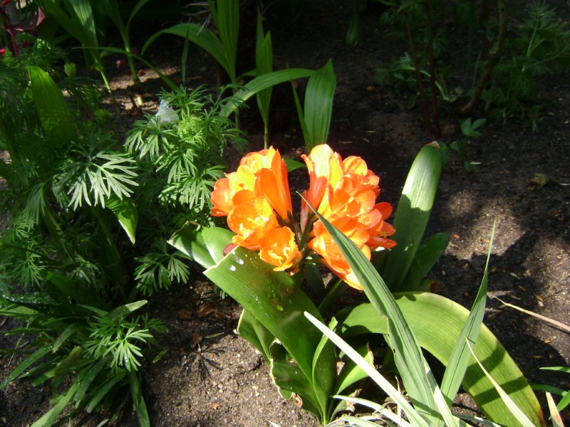 DSC03001.jpg