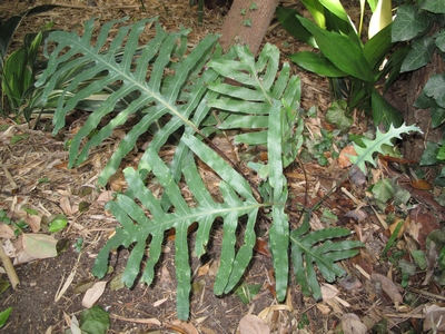 Phlebodium aureum mandaianumIMG_1434.jpg