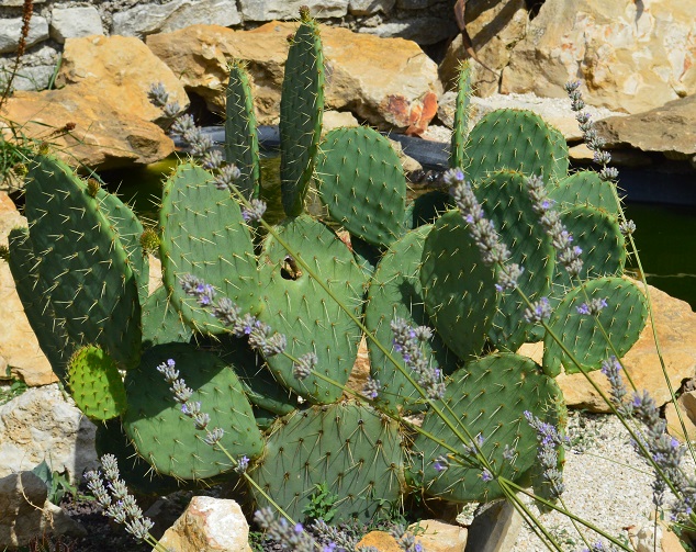 opuntia 1.jpg