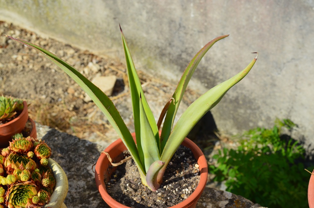 agave inconnue pot.jpg