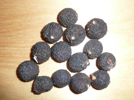 Graines numero 1 - peut etre Sabal Palmetto?