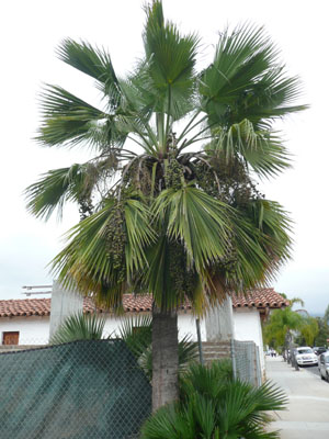 Photo du palmier des graines numero 1