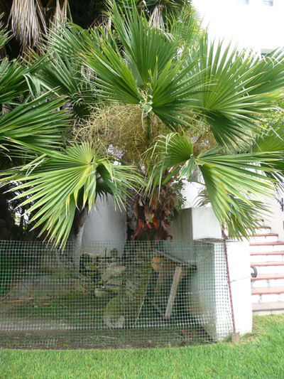 Photo du palmier des graines numero 5