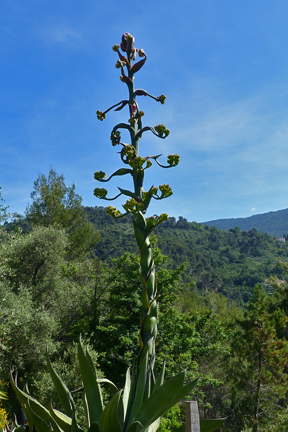 P1050443.jpg