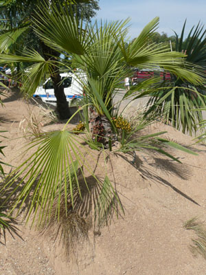 Photo du palmier des graines numero 7