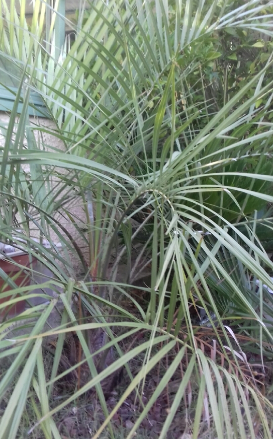 Butia_eriosp.jpg