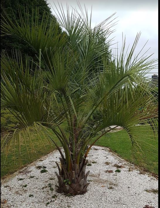 BUTIA2.JPG