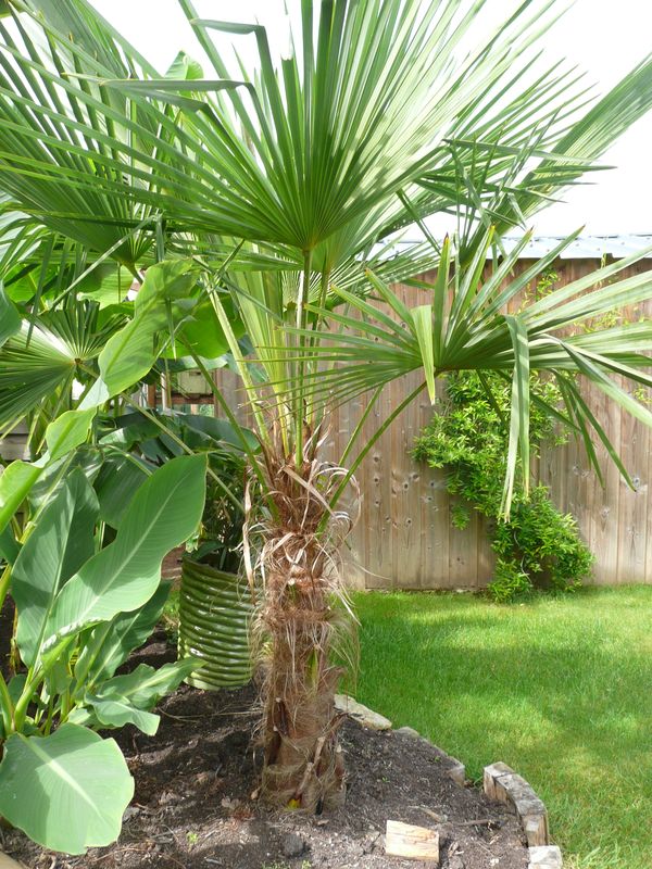 Trachycarpus SP NOVA    <br />Autrefois PRINCEPS VERT<br /><br />PETIT