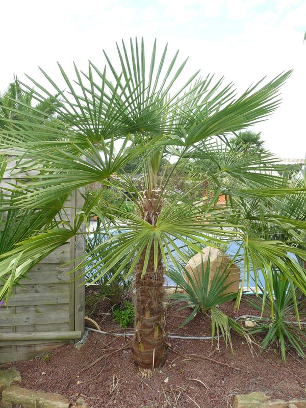 Trachycarpus SP NOVA    <br />Autrefois PRINCEPS VERT<br /><br />GRAND