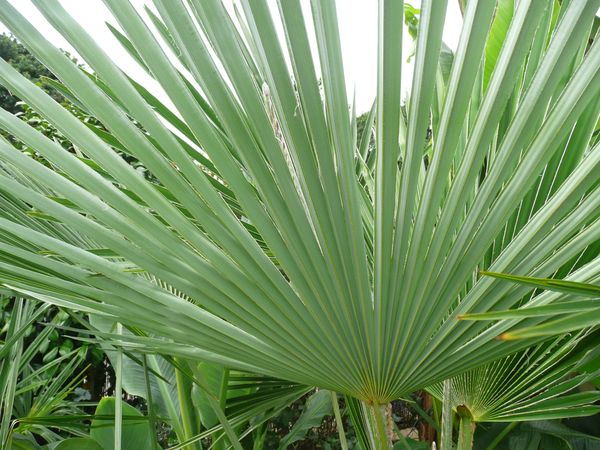 Trachycarpus SP NOVA Petit<br />Autrefois PRINCEPS VERT<br /><br />Détail Feuilles