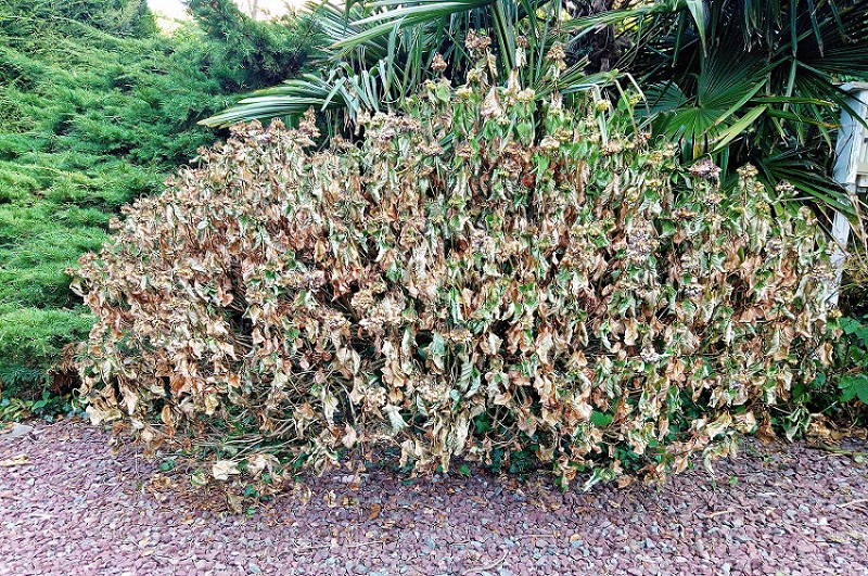 hortensias 800.jpg