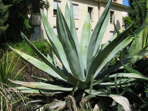 Agave weberi.png