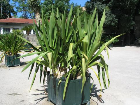 Crinum asiaticum.png