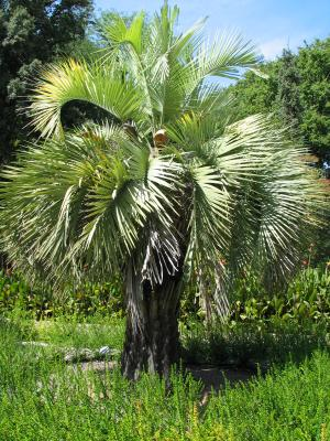 Butia yatay.png