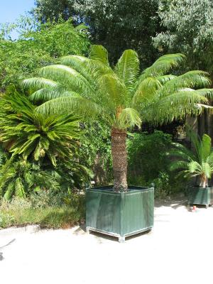 Cycas circinalis.png