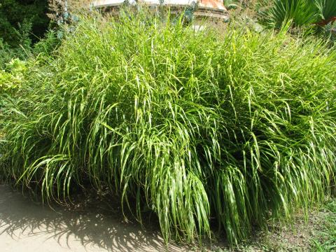 Miscanthus sinensis.png
