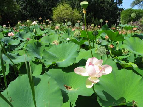 Nelumbo nicufera.png