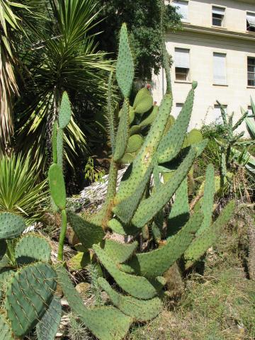 Opuntia engelmannii var. linguiformis.png