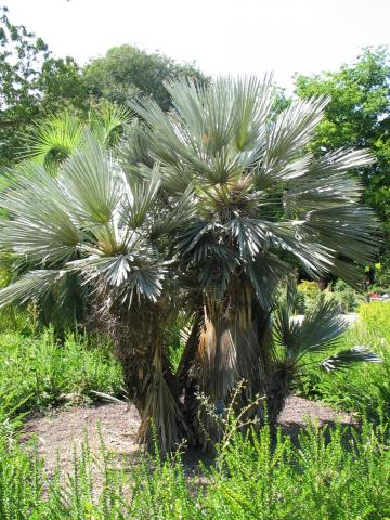 Trithrinax campestris.png