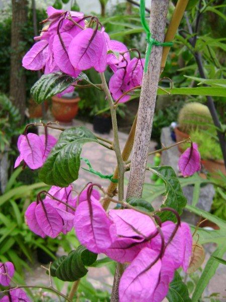 006 bougainvillea specto-glabra.jpg