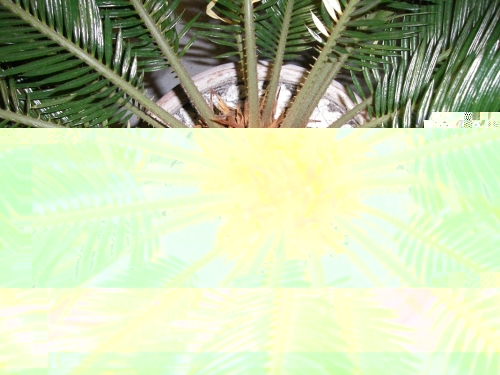 zoom du centre