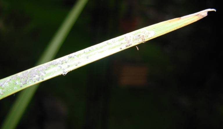 Capture01.jpg