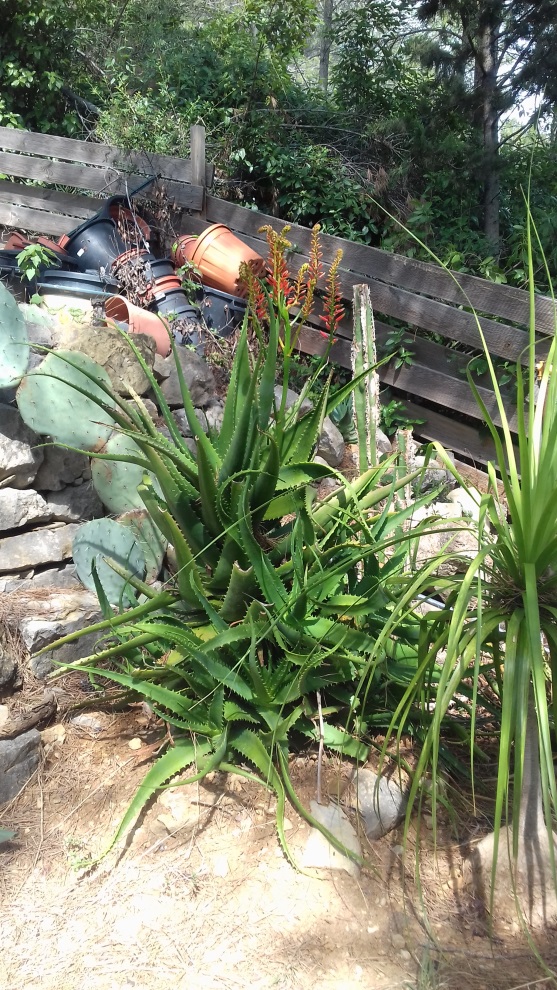 aloe_sp_inflo2.jpg