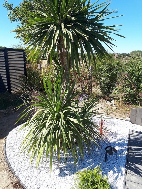 palmier.jpg