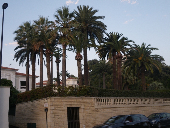 IMGP1569 (550x413).jpg