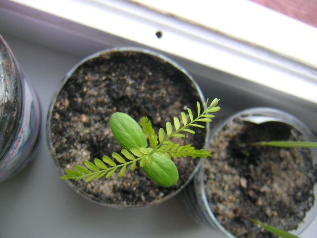 PICT0334.JPG