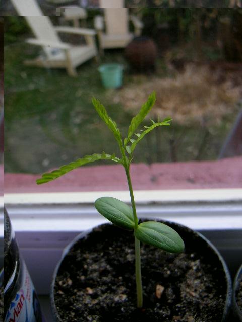 PICT0336.JPG