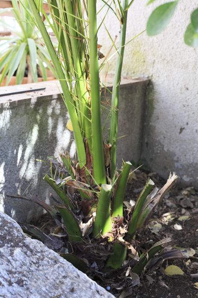 Est-ce un phoenix Canariensis ?