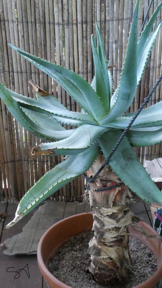 Aloe_sp_.jpg