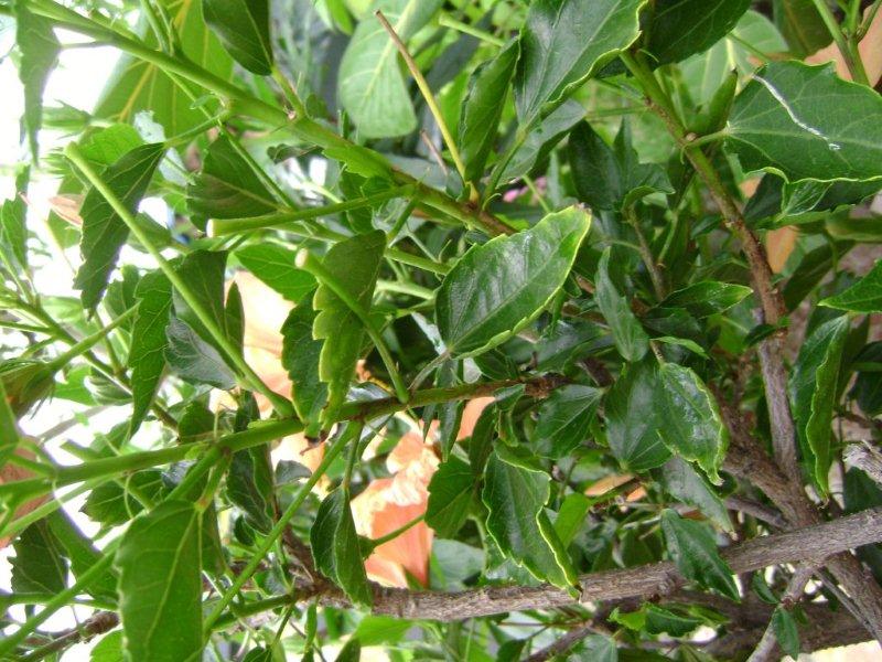 004Hibiscus Brocéliandre.jpg