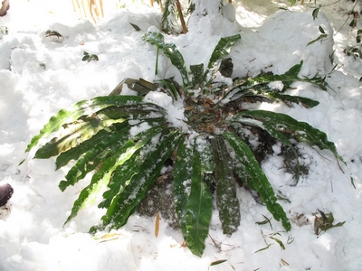 Asplenium, brulures partielle des feuilles après un hiver très dur, très comprimée.jpg