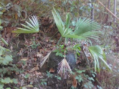 le 1er planter en pied de ma falaise