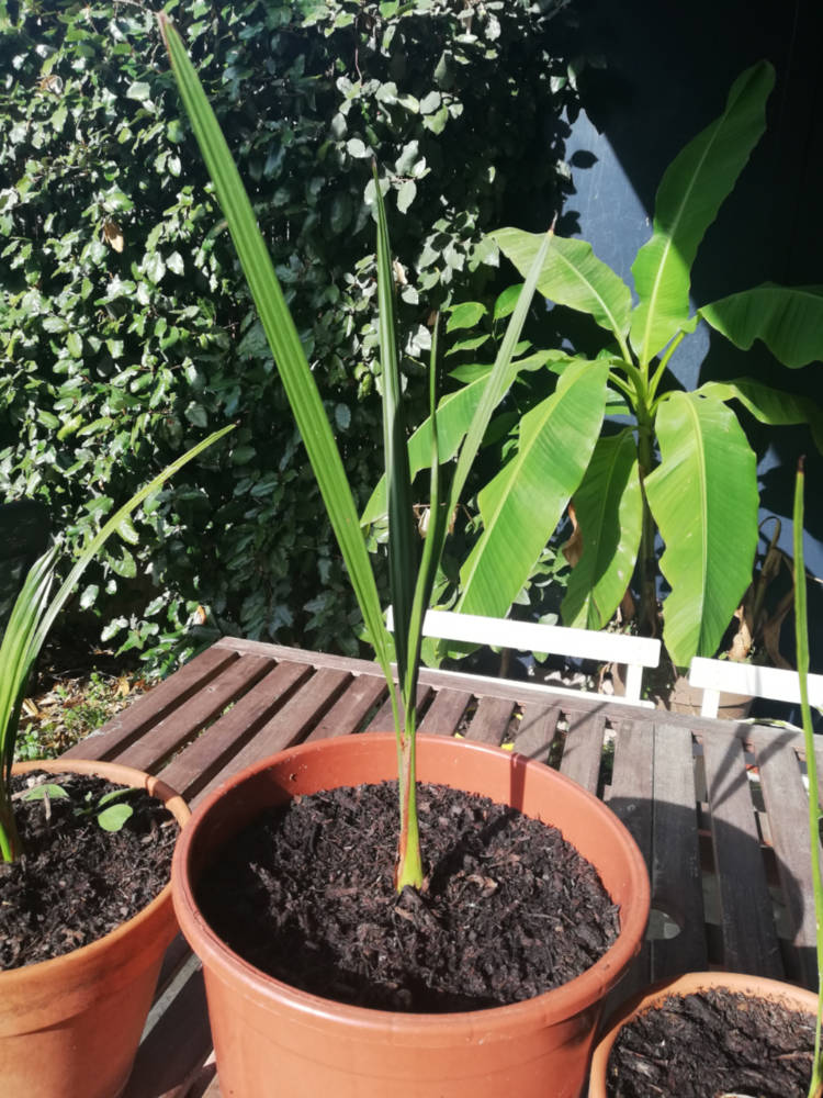 Plantule de 1 an, 40cm de haut